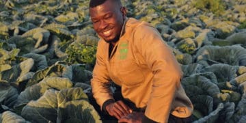 Emerging farmer Pfananani Augustine Masisi is slowly breaking into the retail market even though it was difficult in the beginning. He farms crops such as cabbage and spinach. He was a photographer before moving into farming. His biggest dream is to open an agricultural school to mentor young emerging farmers. Photo: Lucas Ledwaba/Mukurukuru Media