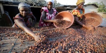 Women from a local cocoa farmers association called BLAYEYA spread cocoa beans to dry in Djangobo, Niable in eastern Ivory Coast, November 17, 2014.  REUTERS/Thierry Gouegnon/File Photo - RTSGP0Y