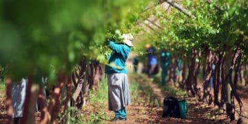 The Peace Table Grapes, a women’s co-operative in the village of Moganyakain the Ephraim Mogale Municipality exports grapes to Europe and won in best export category in the Female Farmer of the Year Awards. Photo: Lucas Ledwaba/Mukurukuru Media