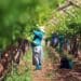 The Peace Table Grapes, a women’s co-operative in the village of Moganyakain the Ephraim Mogale Municipality exports grapes to Europe and won in best export category in the Female Farmer of the Year Awards. Photo: Lucas Ledwaba/Mukurukuru Media