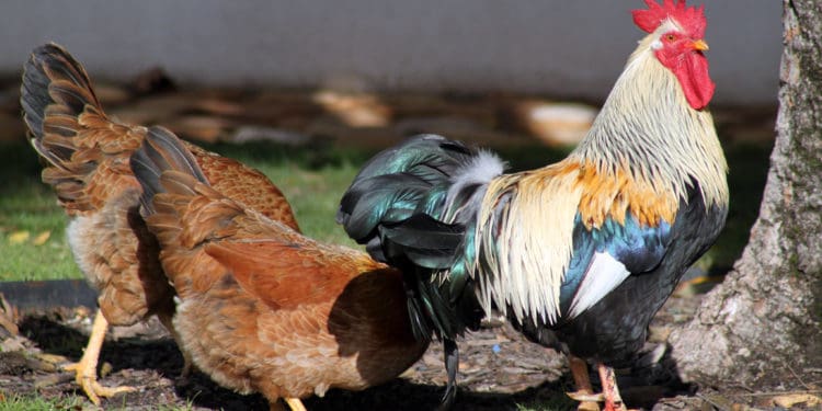 Workers at chicken farms need protection. Picture by masscomm/ Flickr