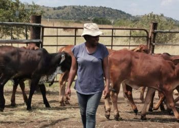 Sphiwe Ntuli grazing her cattle in her farm in Mpumalanga. Picture by Tebogo Mokwena