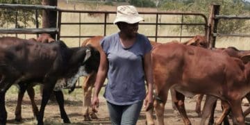 Sphiwe Ntuli grazing her cattle in her farm in Mpumalanga. Picture by Tebogo Mokwena