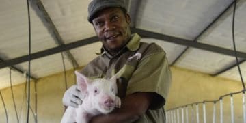 Magaliesberg farmer Ronnie McKenzie was inspired by his grandfather who owned a pig farm in Lesotho. Photo supplied.