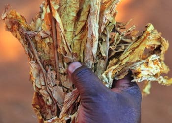 Tobacco leaves produced by small farmers. Picture : Mukurukuru Media