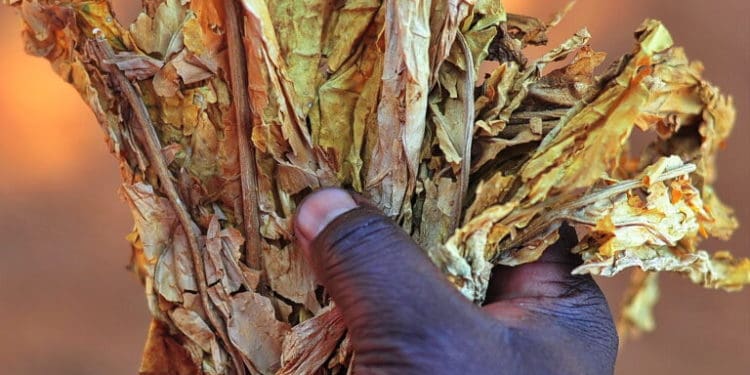 Tobacco leaves produced by small farmers. Picture : Mukurukuru Media