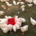 Government has announced a poultry master plan to boost the industry.