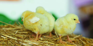 FairPlay Movement not happy with chicken dumping