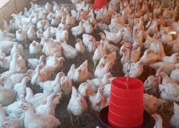 chicken farm owned by Gladys Tawobola,