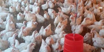 chicken farm owned by Gladys Tawobola,