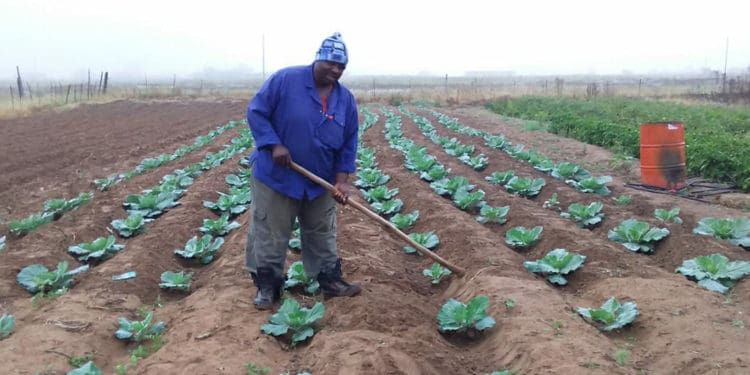 The farmer Bongani Mtshali,