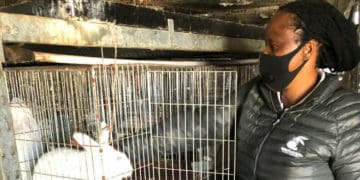 Daisy Moleko, owner of rabbit farm