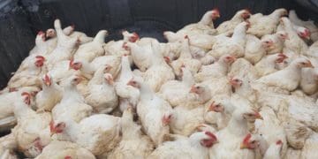 The North West-based poultry farm Twin Chicks