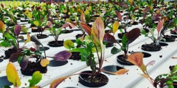 Hydroponics farming by Andile Matukane