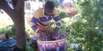 Worm farming at Serapeng sa Ditlhare