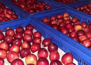 Nectarines from Dibesho Serage farm in Berlin