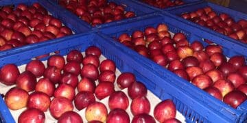 Nectarines from Dibesho Serage farm in Berlin