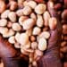 Shea Network Ghana turns raw shea fruit into smooth, natural shea butter, perfect for natural hair care. 
Photos supplied