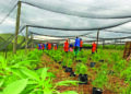 A new project aims to help cannabis growers and SMEs to enter the formal market
