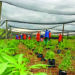 A new project aims to help cannabis growers and SMEs to enter the formal market