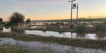 Floods have affected farmers in the Northern Cape