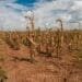 Farming with no water a big crisis