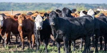 Foot and mouth disease affecting farmers