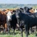 Foot and mouth disease affecting farmers