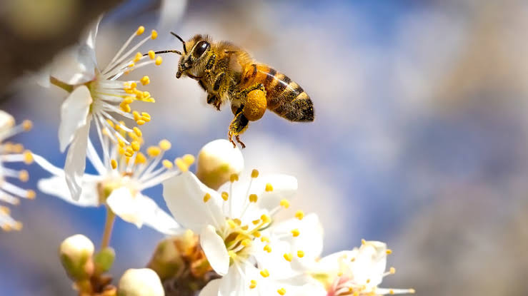 Bees pollinate over 50 crops in South Africa, including apples, avocados, canola, and sunflowers