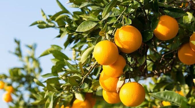 U.S. slaps 30% tariff on South African citrus, a blow that could squeeze small growers out of the export market