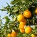 U.S. slaps 30% tariff on South African citrus, a blow that could squeeze small growers out of the export market