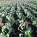 A thriving cabbage field in Msinga, KwaZulu-Natal, where small-scale farmers are bracing for harsh summer weather that threatens crop production