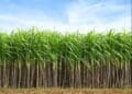 Sugarcane fields in KwaZulu-Natal face uncertainty with US tariffs