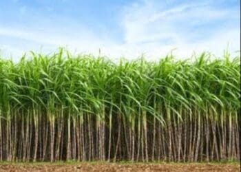 Sugarcane fields in KwaZulu-Natal face uncertainty with US tariffs