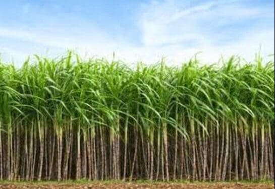 Sugarcane fields in KwaZulu-Natal face uncertainty with US tariffs