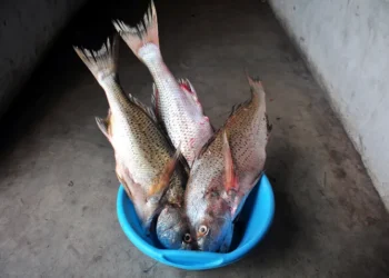 Small scale fishing permit holders are struggling against undocumented competitors. Photo. Mukurukuru Media