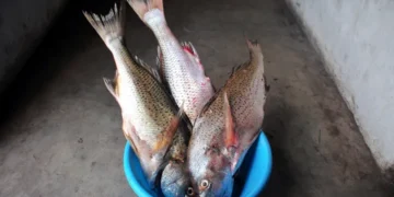 Small scale fishing permit holders are struggling against undocumented competitors. Photo. Mukurukuru Media