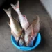 Small scale fishing permit holders are struggling against undocumented competitors. Photo. Mukurukuru Media