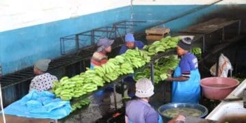 Banana farmers face a growing threat from Banana Bunchy Top Virus in Kwa Zulu-Natal