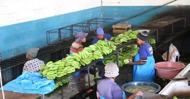 Banana farmers face a growing threat from Banana Bunchy Top Virus in Kwa Zulu-Natal