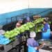 Banana farmers face a growing threat from Banana Bunchy Top Virus in Kwa Zulu-Natal