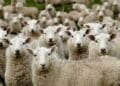 Meat prices continue to rise.