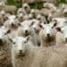 Meat prices continue to rise.