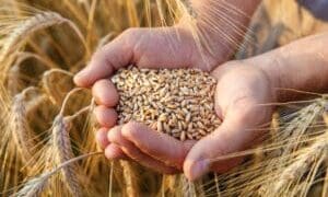 Township bakeries are facing huge challenges as the prices of wheat and flour soars.