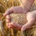 Township bakeries are facing huge challenges as the prices of wheat and flour soars.