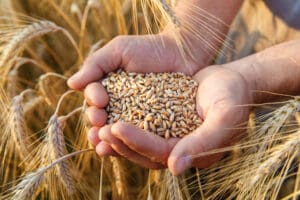 Township bakeries are facing huge challenges as the prices of wheat and flour soars.