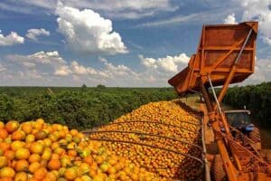 SA citrus exports hit record highs despite US tariffs