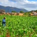Experts are warning small farmers and producers to prepare for the potential impacts of a weak La Niña weather pattern. Photo. Lucas Ledwaba\Mukurukuru Media