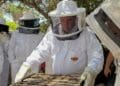 Fake honey products and vandalism of hives are impacting the beekeeping sector.