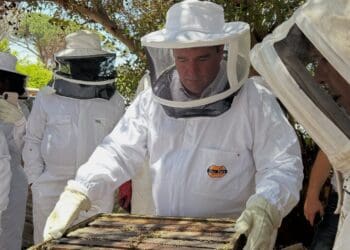 Fake honey products and vandalism of hives are impacting the beekeeping sector.